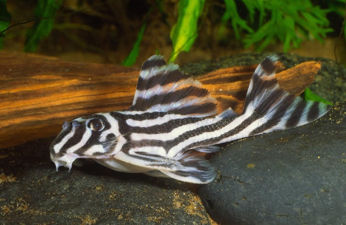 L046 Zebra Pleco (Hypancistrus zebra) - Imperial Tropicals