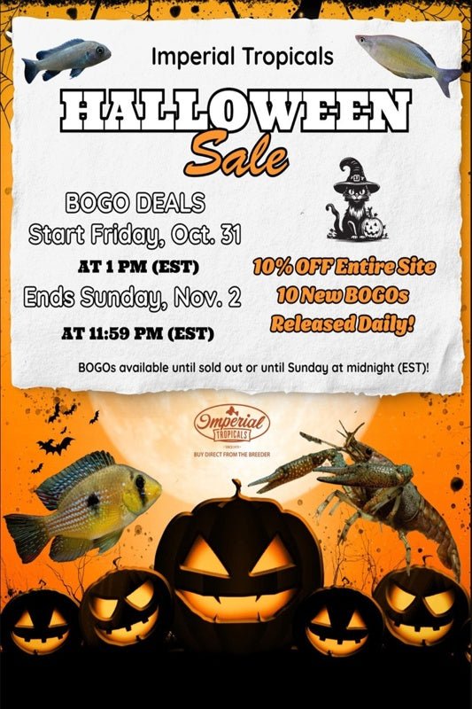 2025 Halloween Sale - Imperial Tropicals