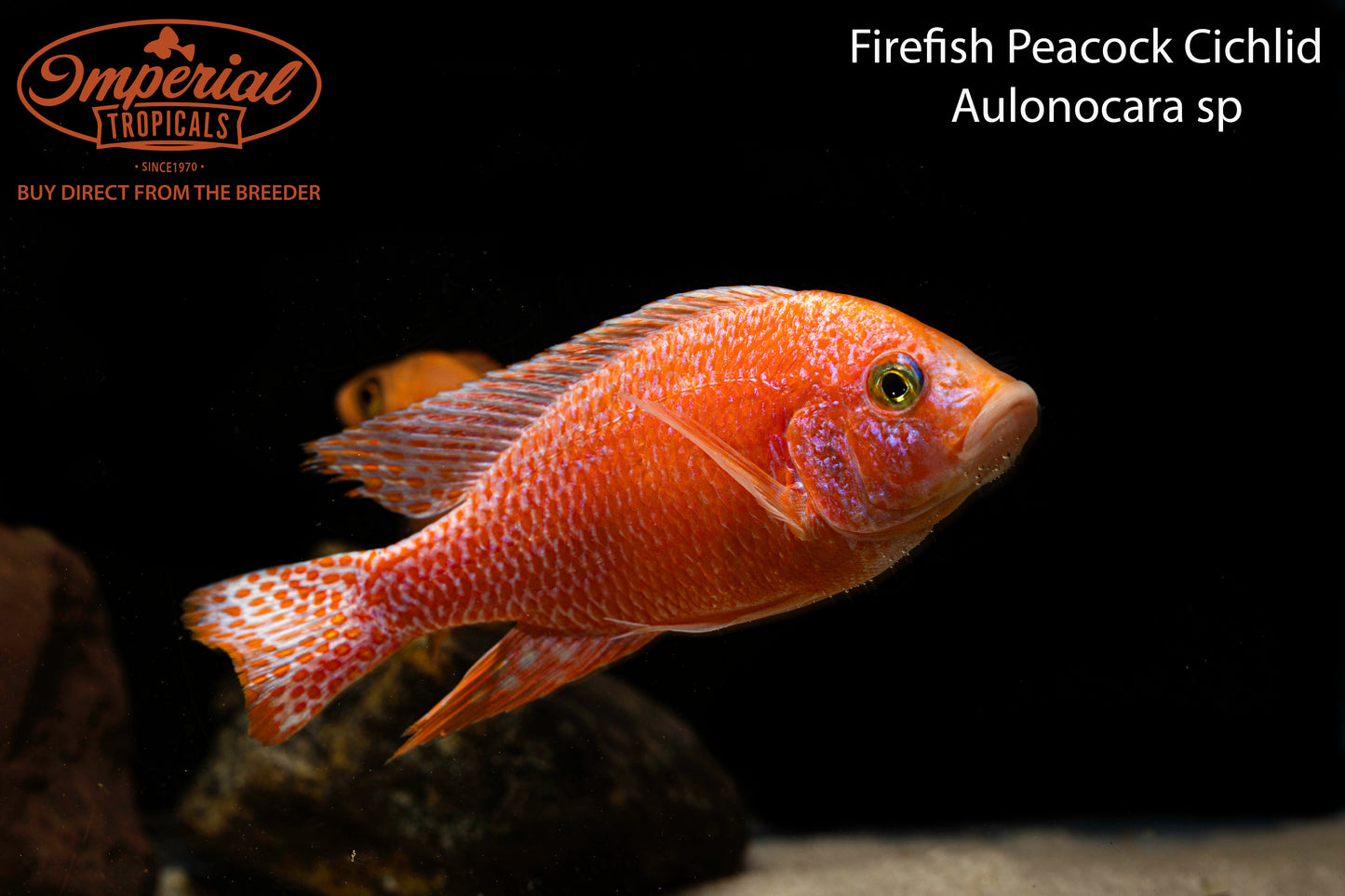 Firefish Peacock Cichlid