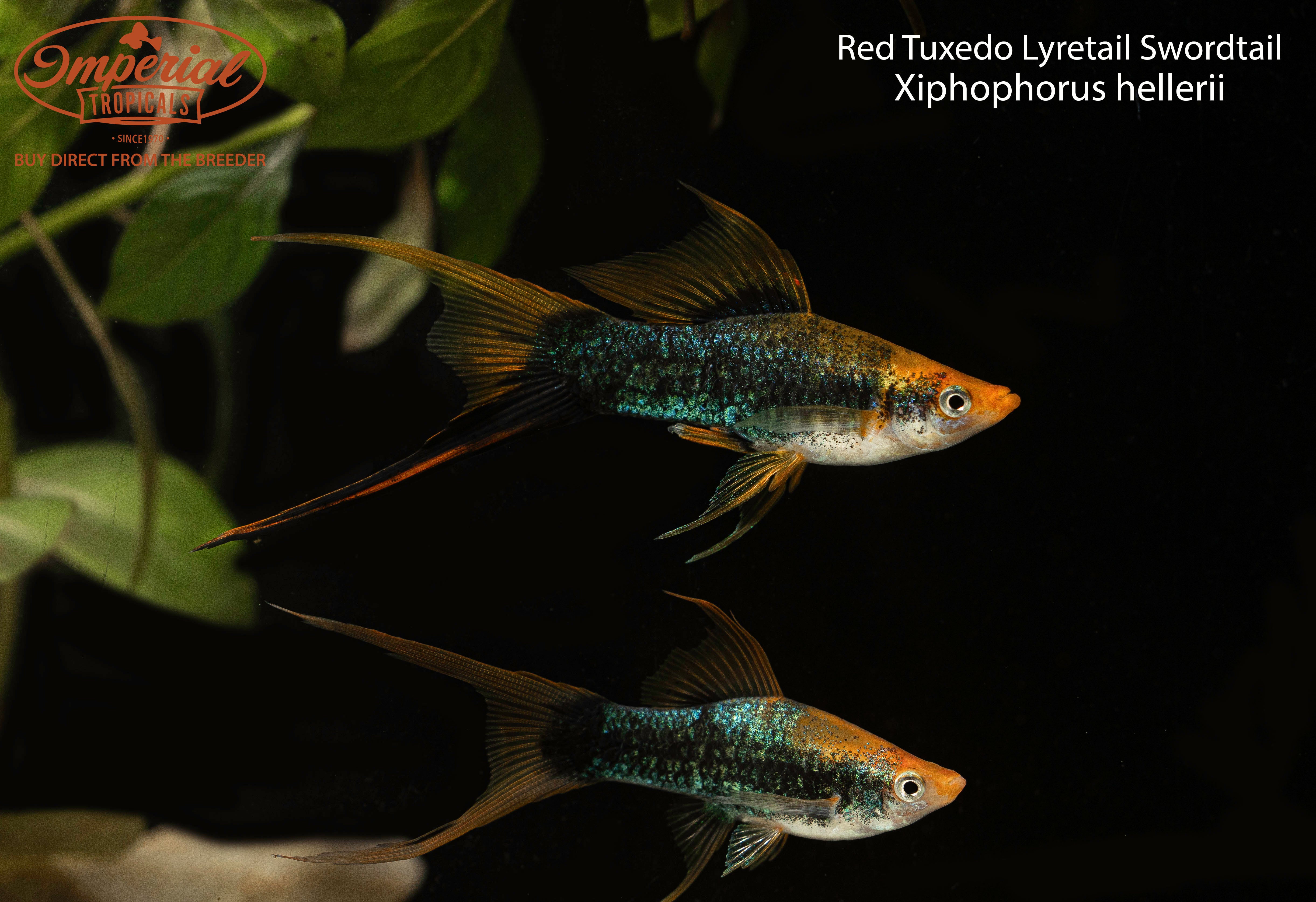 Tuxedo Lyretail Swordtail – Imperial Tropicals