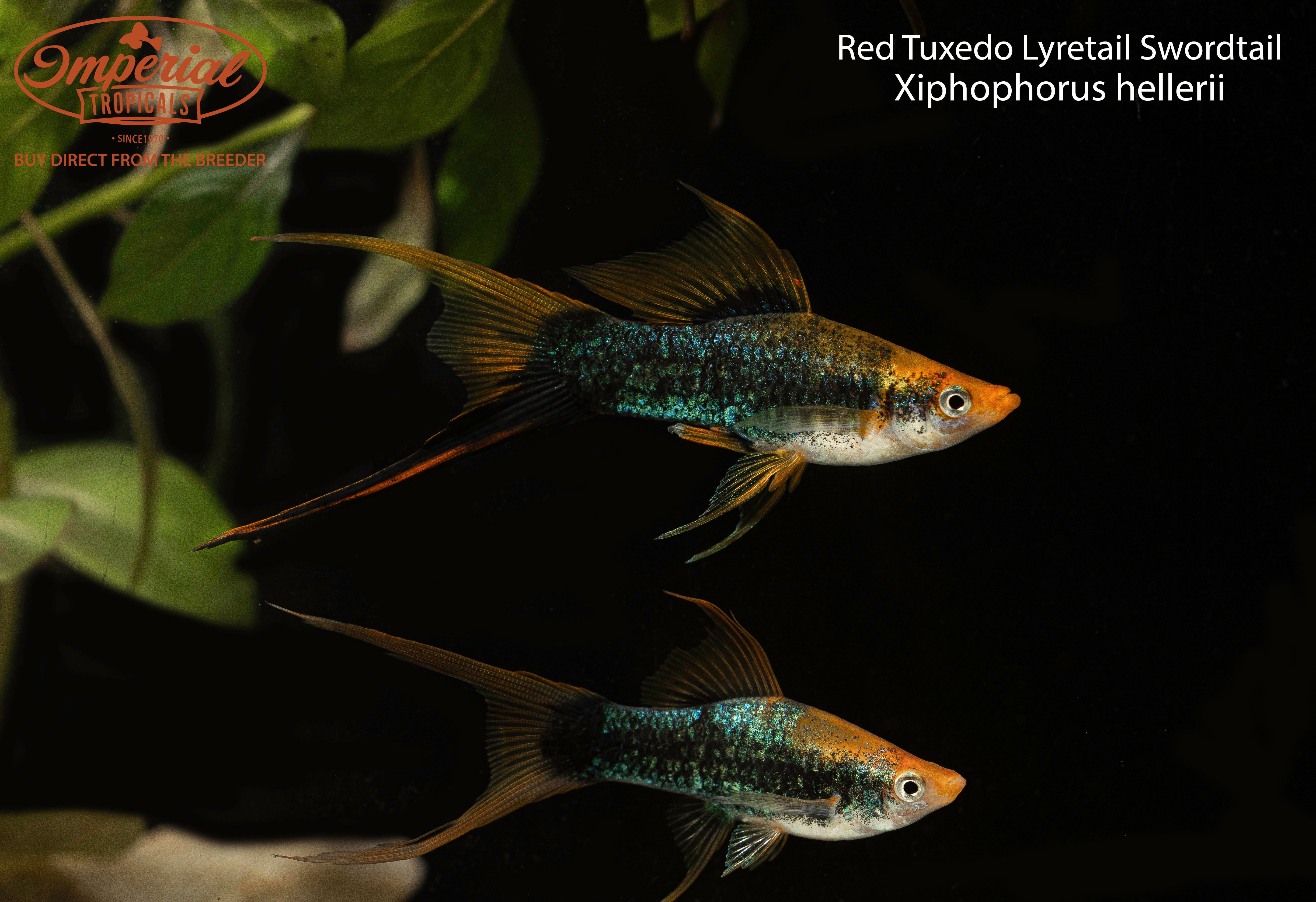 Top 10 Lyretail Swordtail Strains 2027