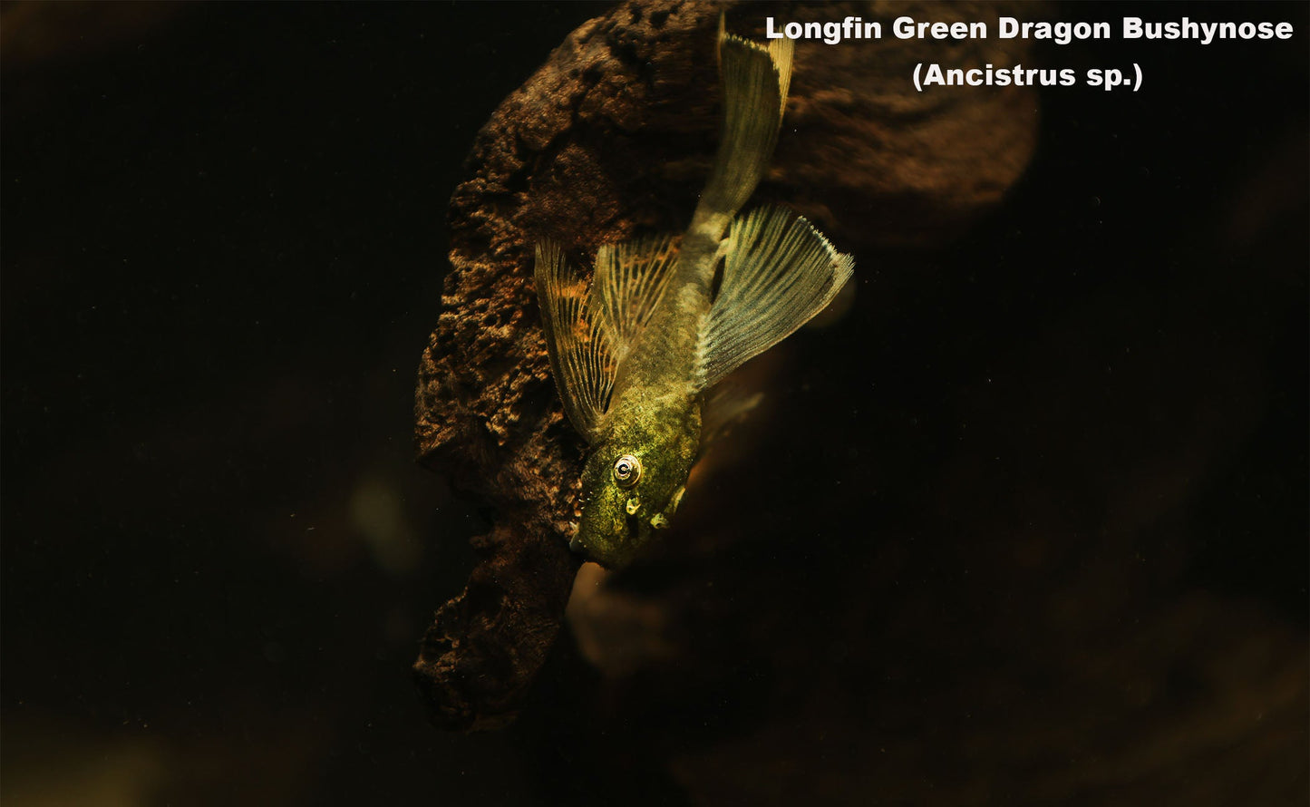 Longfin Green Dragon Bushynose