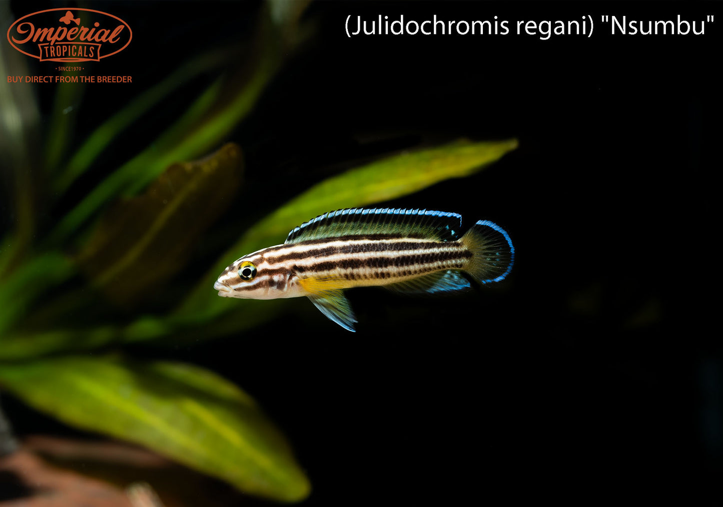 (Julidochromis regani) "Nsumbu"