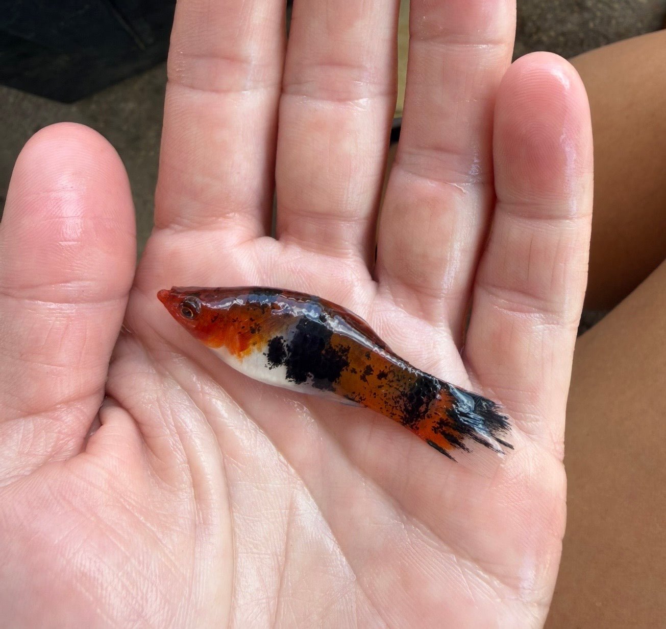 Sanke Koi Swordtail