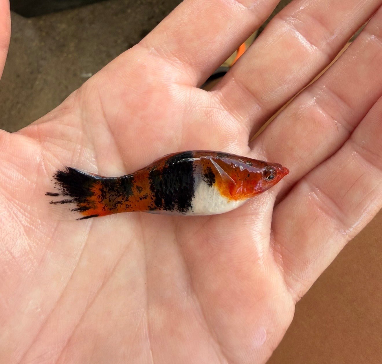 Sanke Koi Swordtail