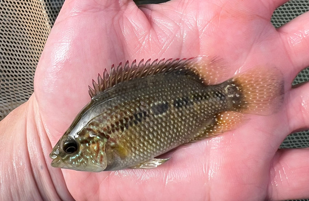 Umbee Cichlid (Kronoheros umbriferus) - shop Imperial Tropicals