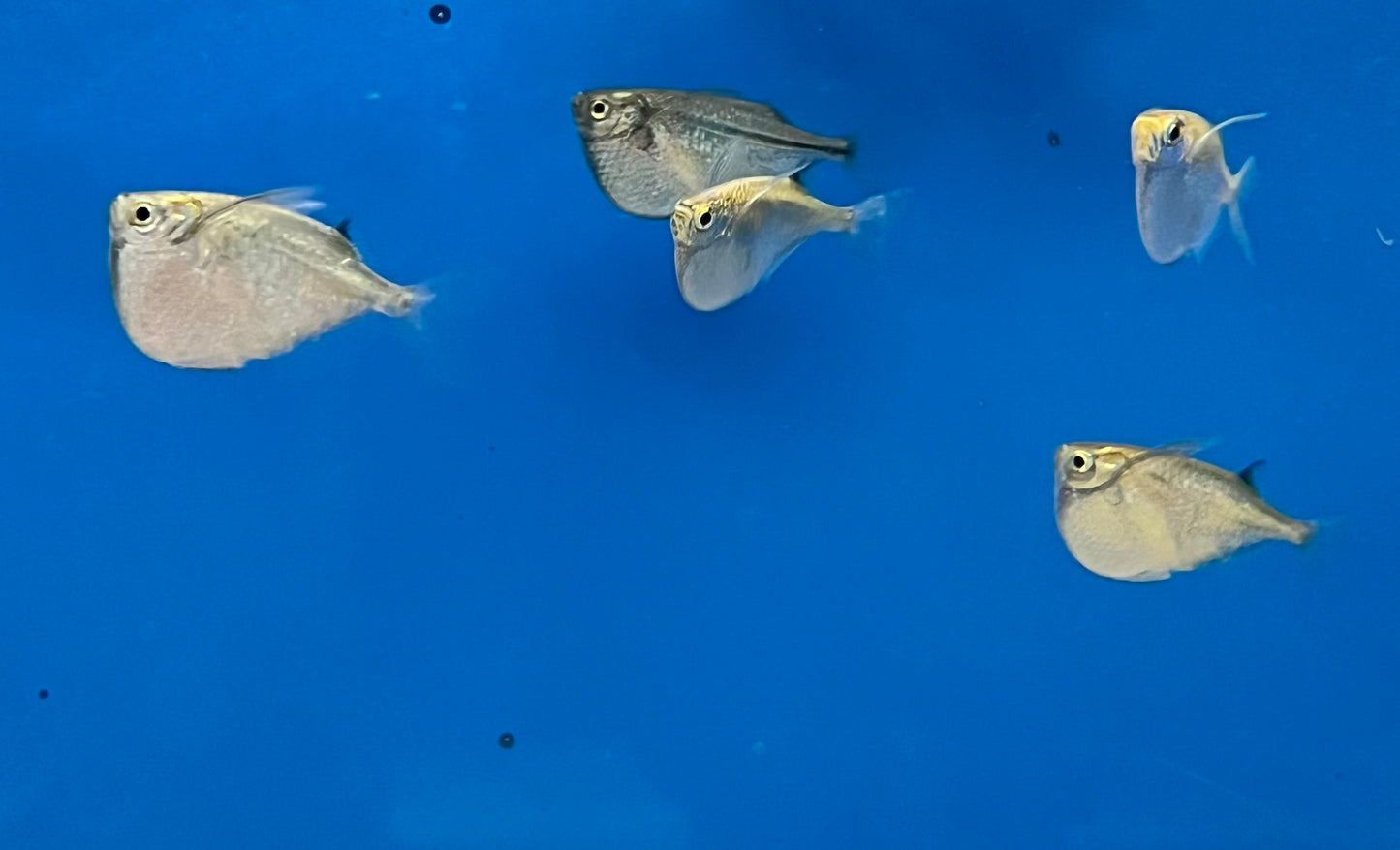 Silver Hatchetfish