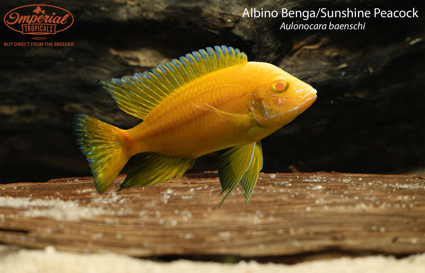 Albino Benga/Sunshine Peacock