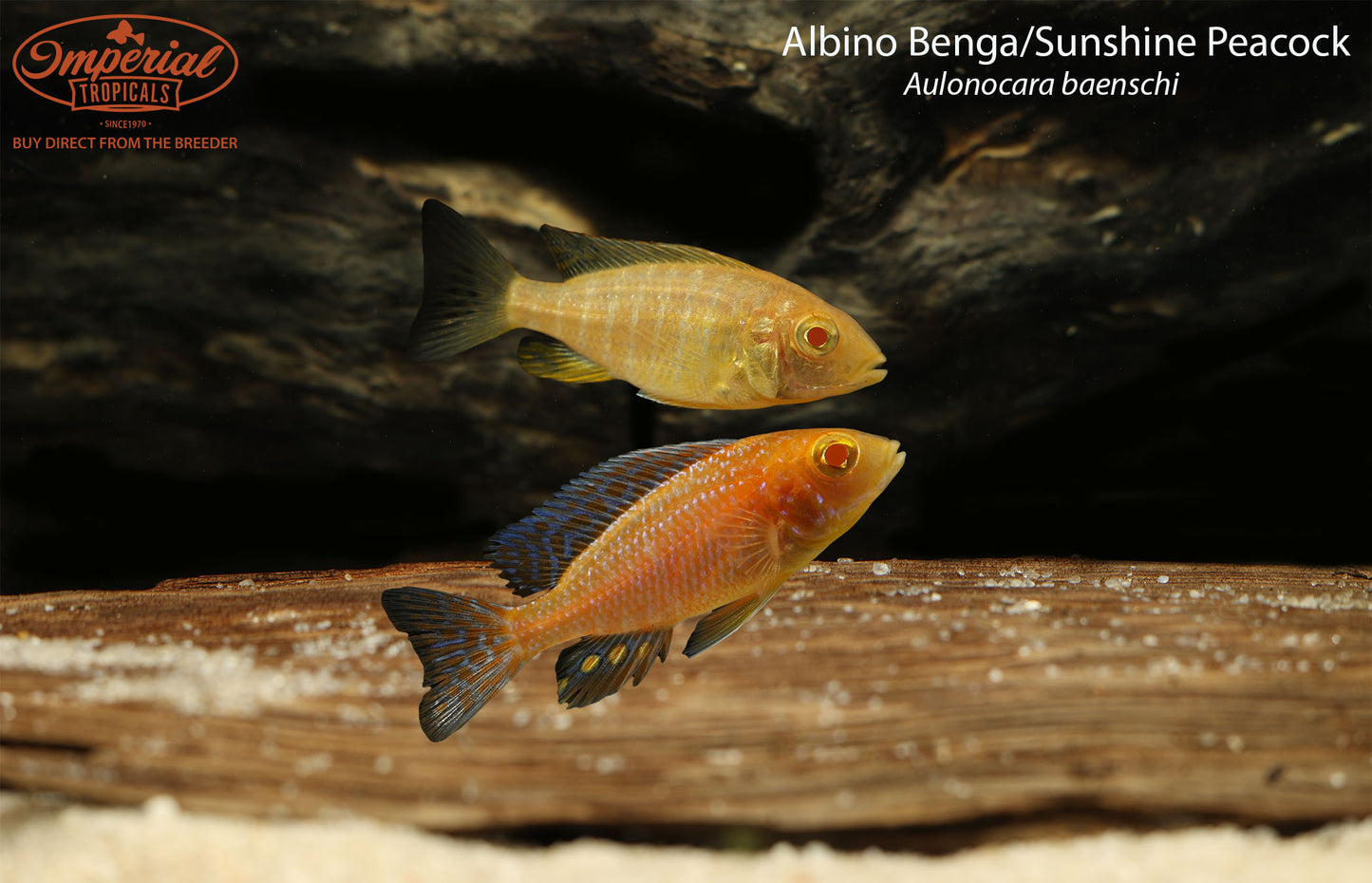 Albino Benga/Sunshine Peacock