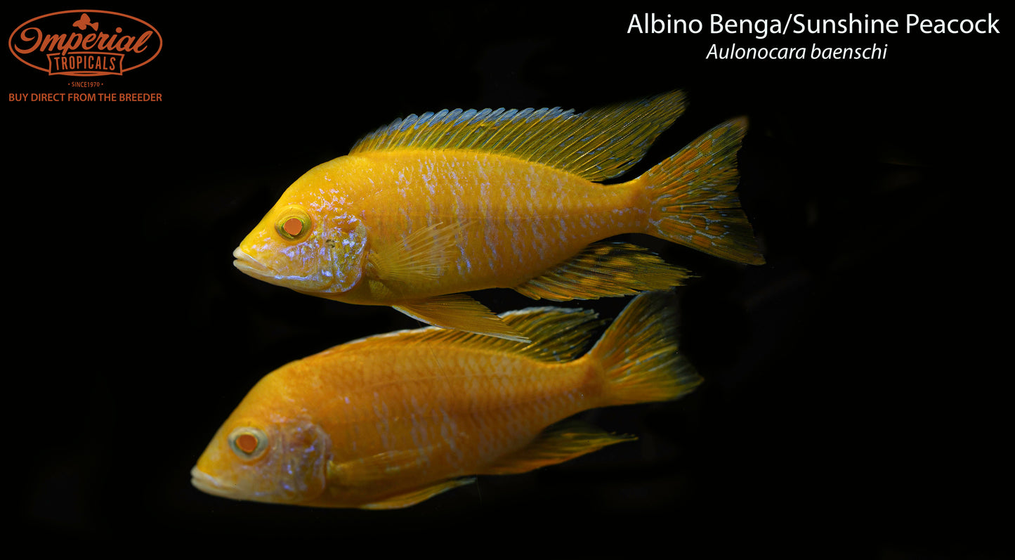 Albino Benga/Sunshine Peacock