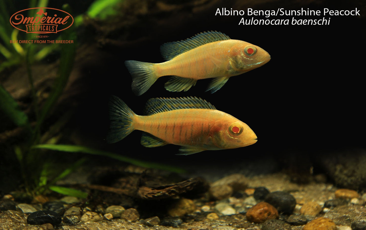Albino Benga/Sunshine Peacock (Aulonocara baenschi)