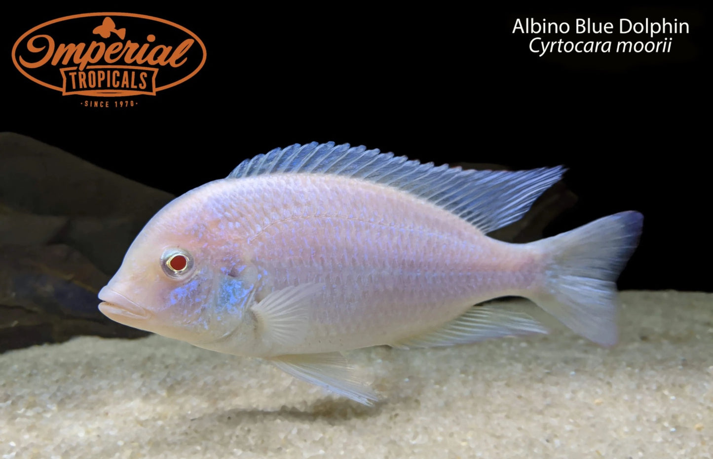 Albino Blue Dolphin (Cyrtocara moorii)