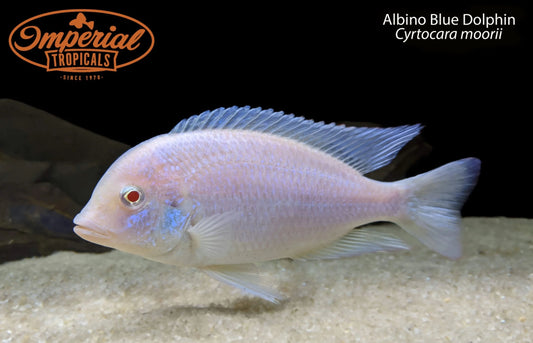 Albino Blue Dolphin (Cyrtocara moorii)