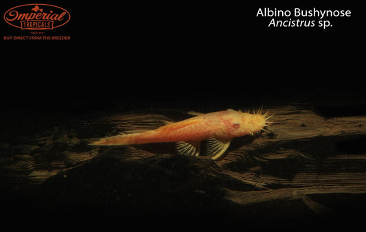 Albino Bushynose