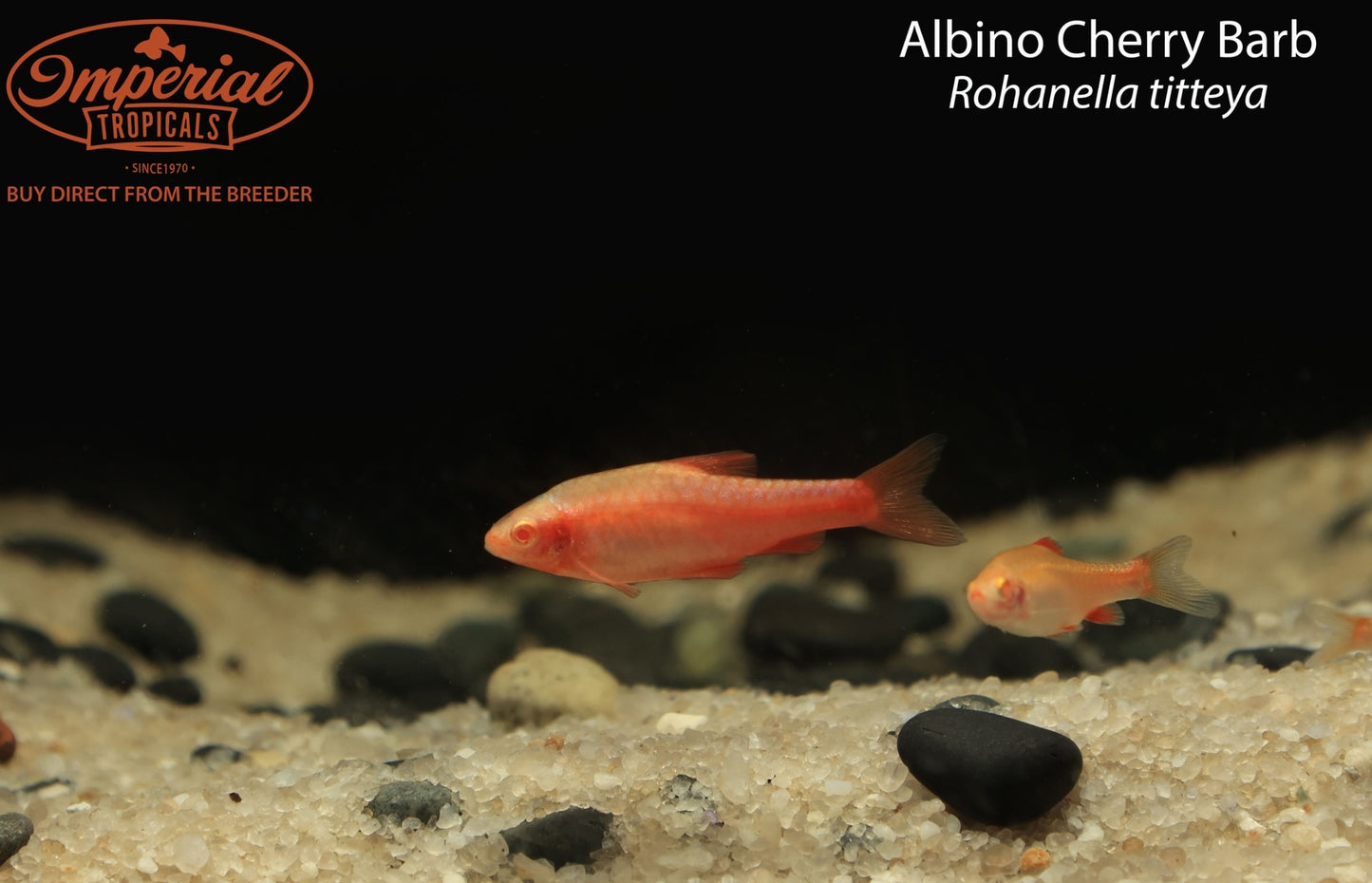 Albino Cherry Barb (Rohanella titteya)