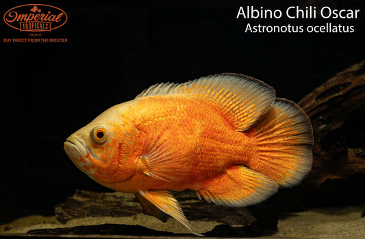 Albino Chili Red Oscar