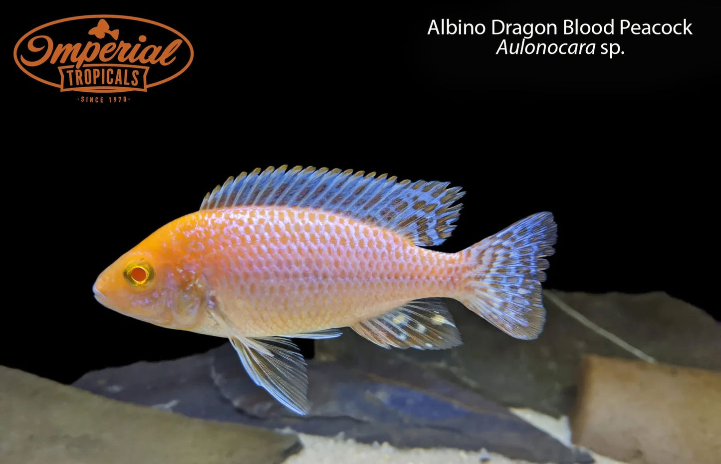 Albino Dragon Blood Peacock