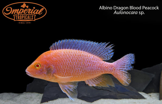 Albino Dragon Blood Peacock