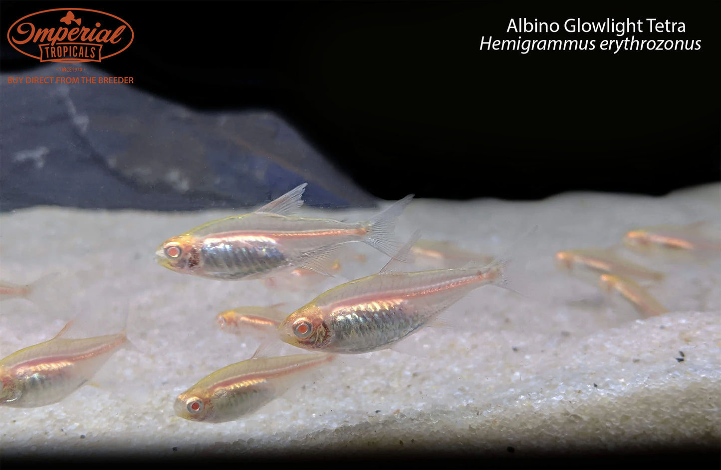 Albino Glowlight Tetra