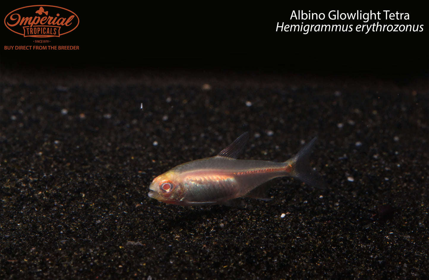 Albino Glowlight Tetra