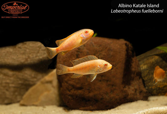 BOGO Albino Katale Island