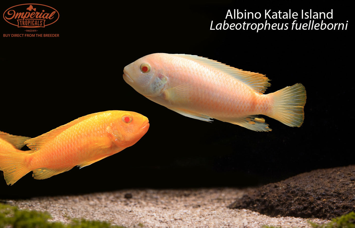 BOGO Albino Katale Island