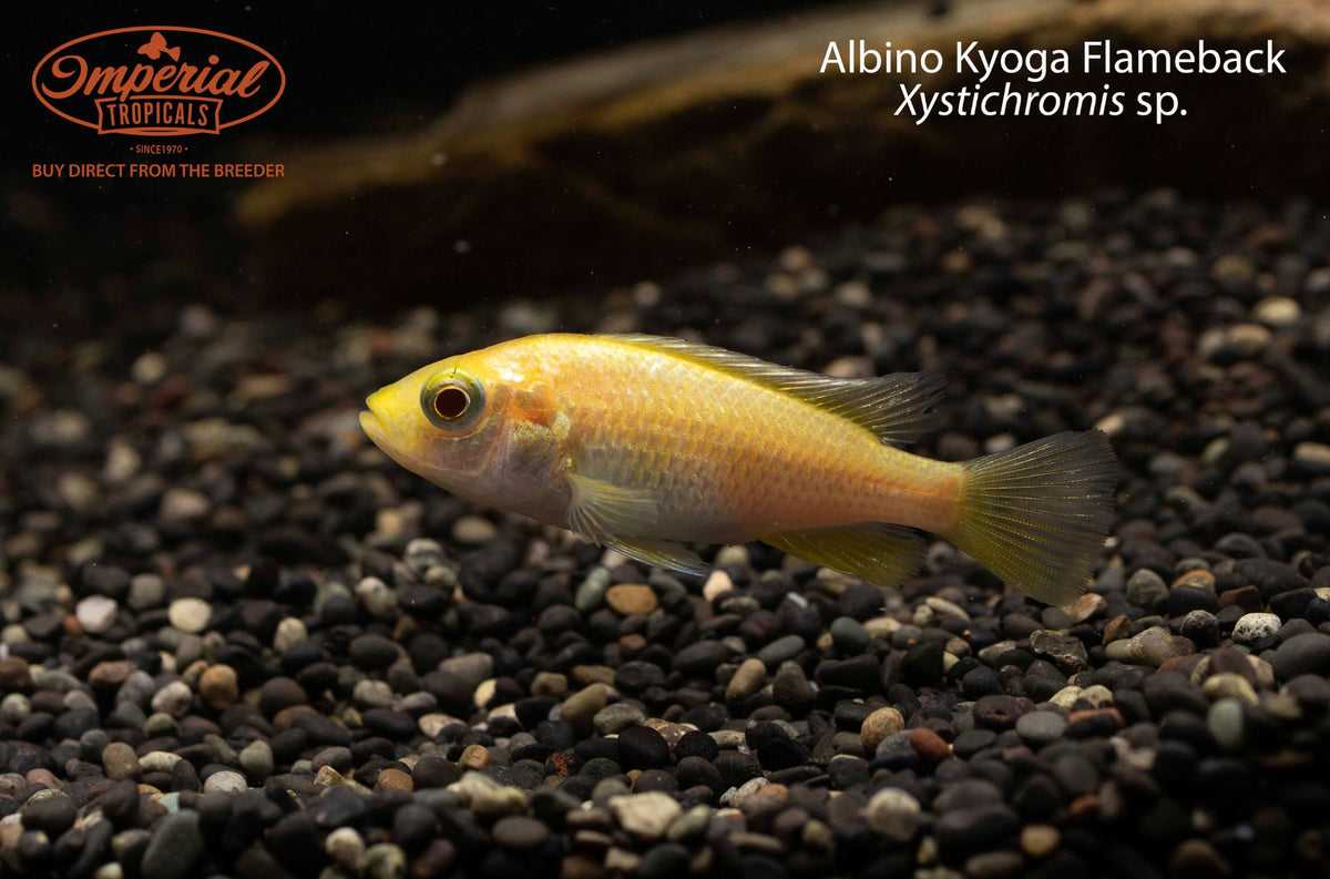 Albino Kyoga Flameback (Xystichromis sp.)