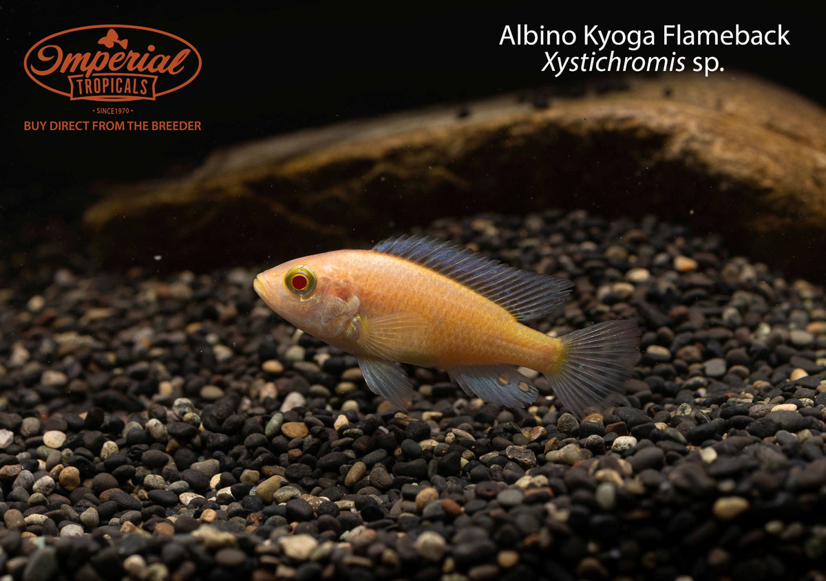Albino Kyoga Flameback (Xystichromis sp.)