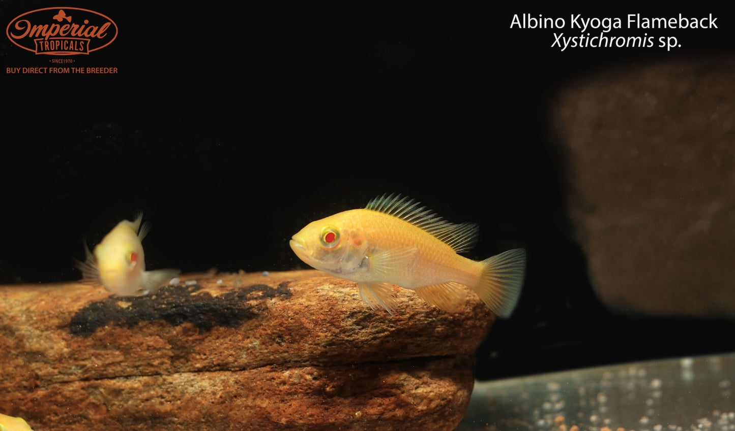 Albino Kyoga Flameback