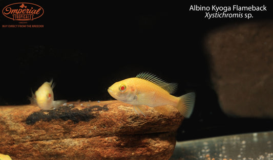 Albino Kyoga Flameback