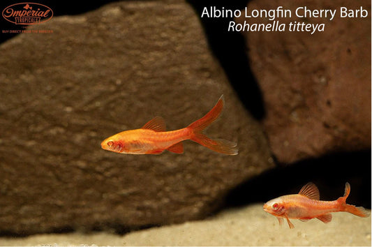 Albino Longfin Cherry Barb