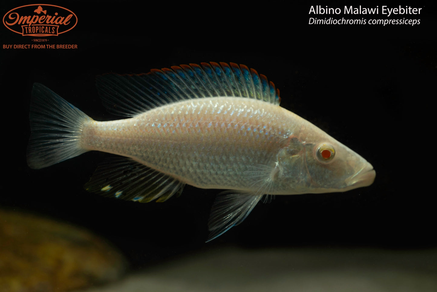 Albino Malawi Eyebiter