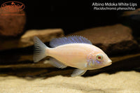 Albino Mdoka White Lips
