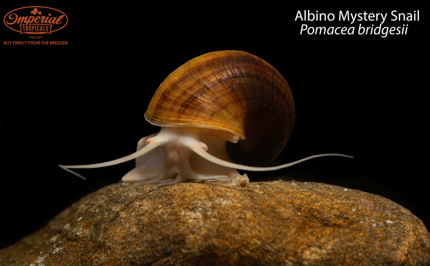 Albino Mystery Snail