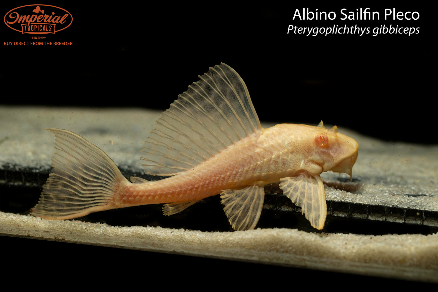 Albino Sailfin Pleco