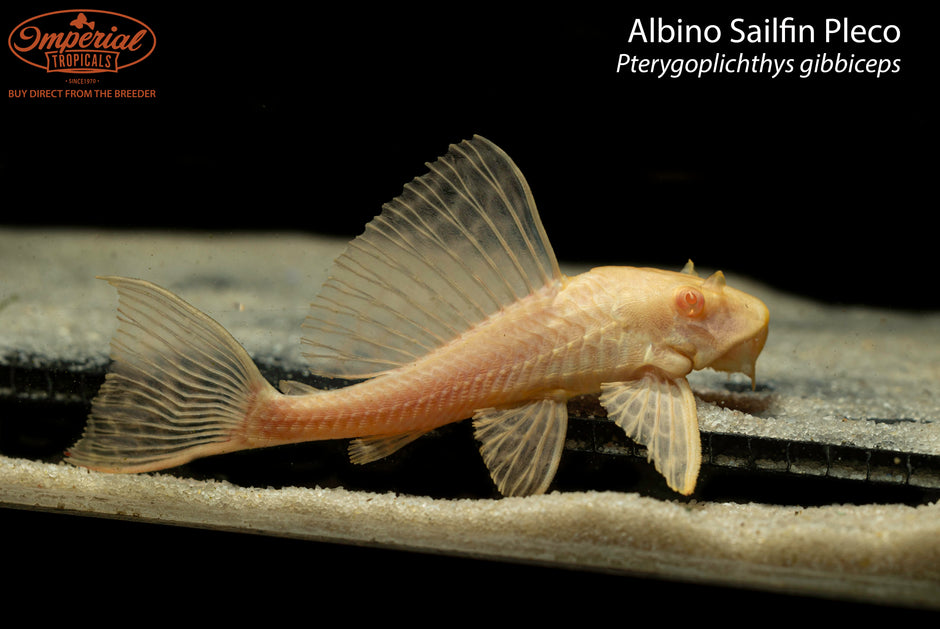 Plecos and Other Loricariids – Imperial Tropicals