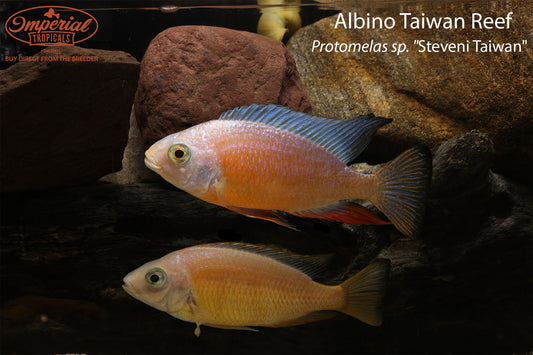 Albino Taiwan Reef