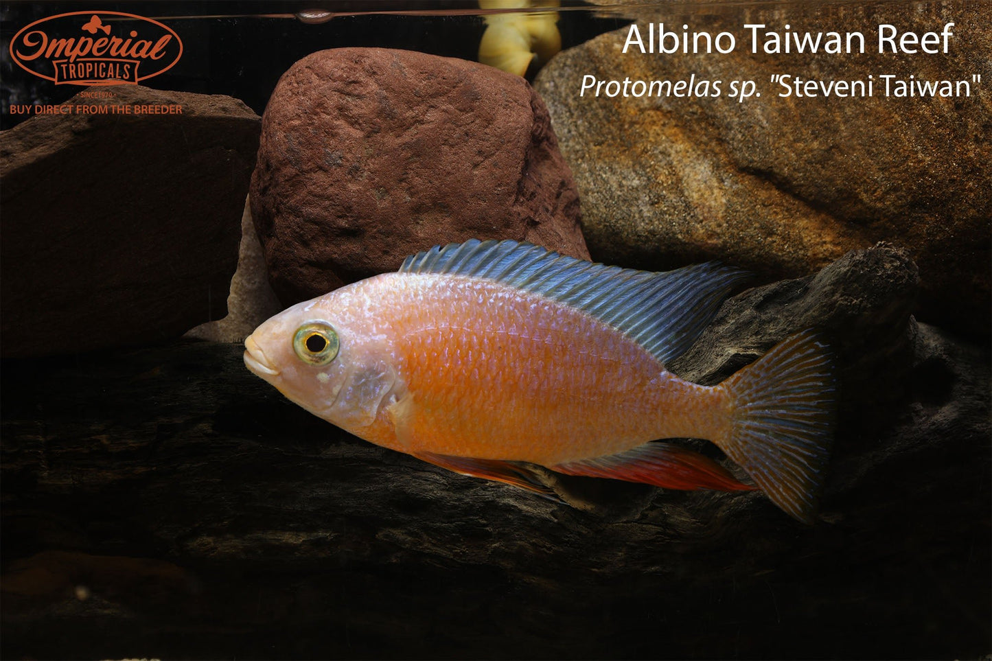 Albino Taiwan Reef