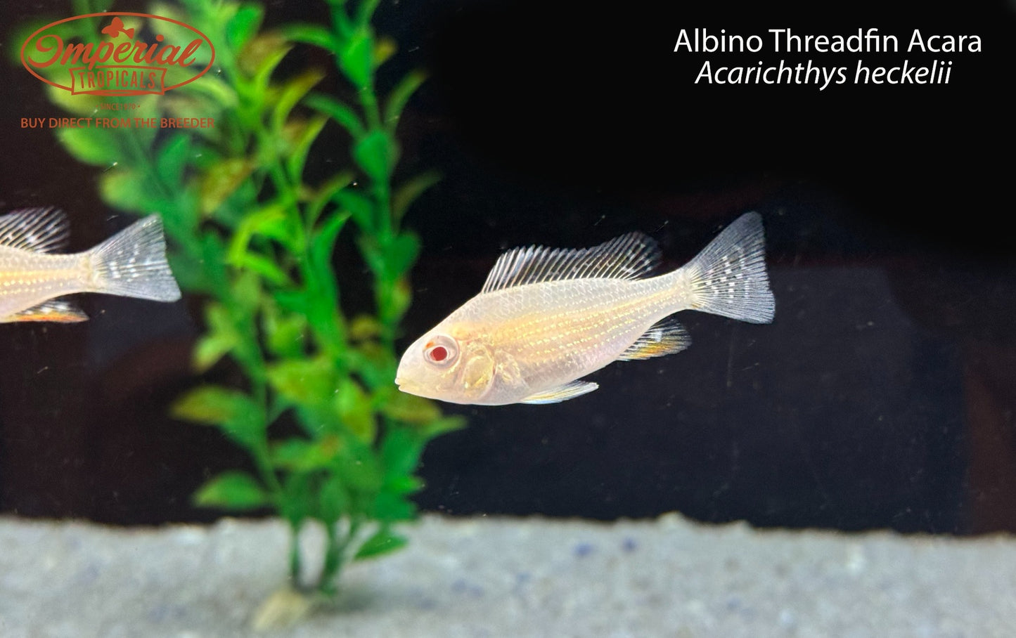 Albino Threadfin Acara (Acarichthys heckelii)