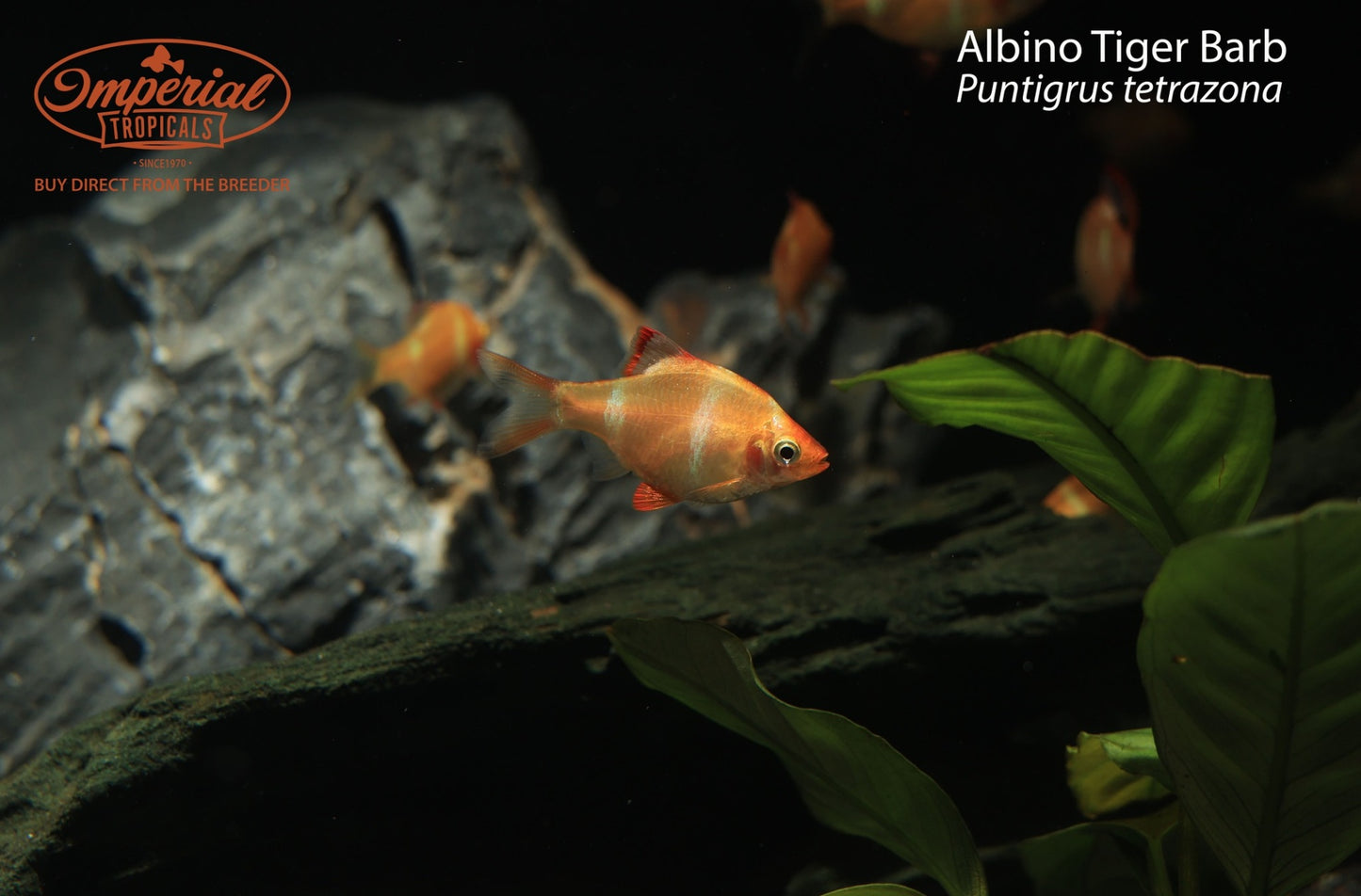 Albino Tiger Barb (Puntigrus tetrazona)