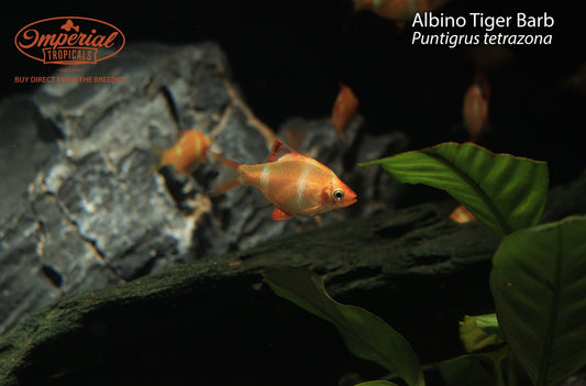 Albino Tiger Barb (Puntigrus tetrazona)