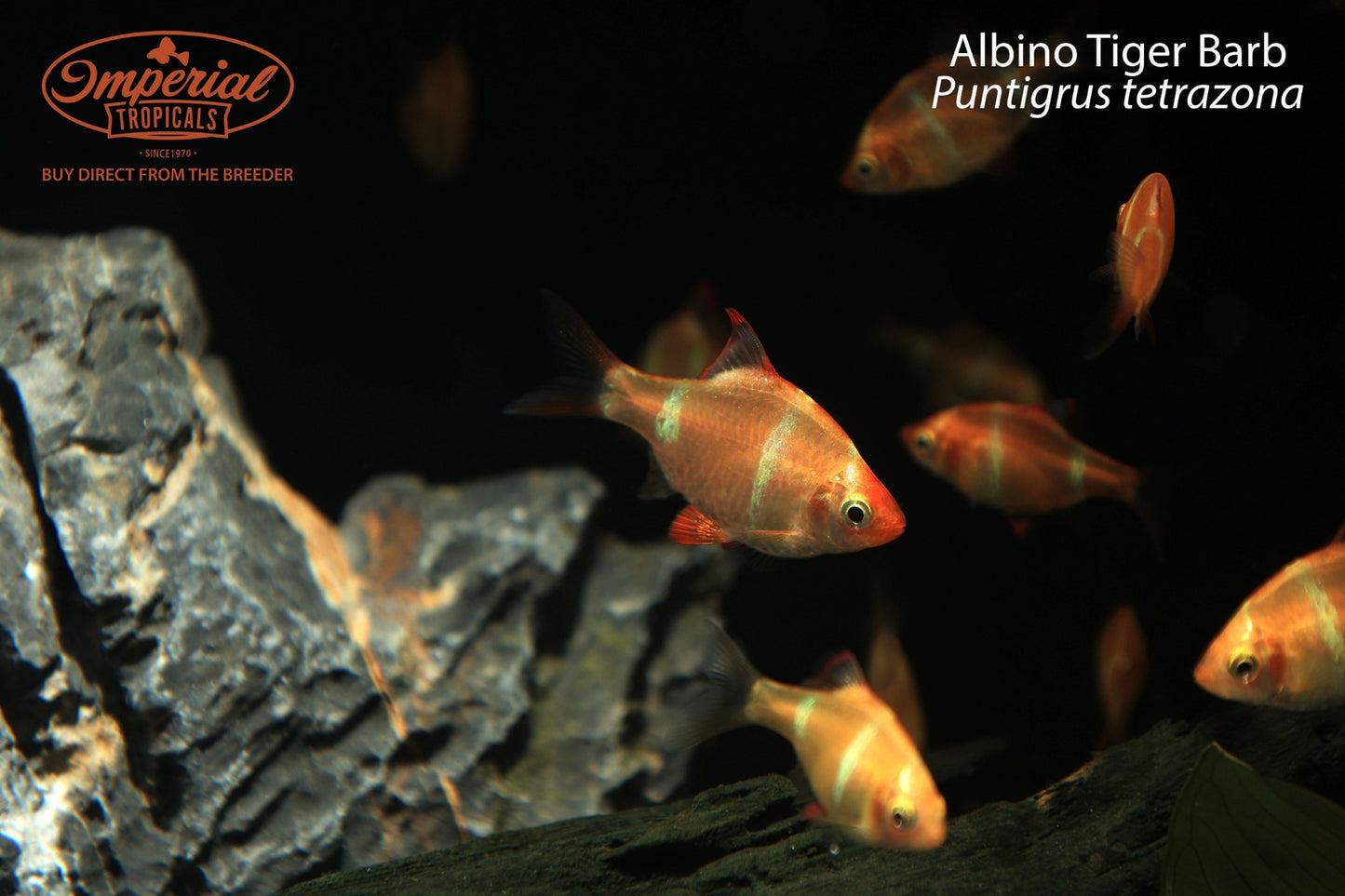 Albino Tiger Barb (Puntigrus tetrazona)