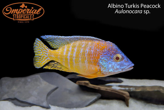 Albino Turkis Peacock