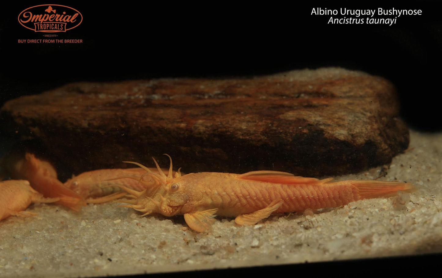 BOGO Albino Uruguay Bushynose