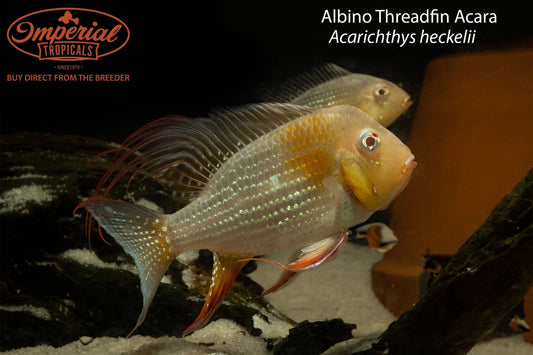 BOGO Albino Threadfin Acara (Acarichthys heckelii)