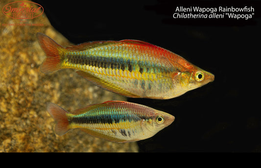 Alleni Wapoga Rainbowfish (Chilatherina alleni "Wapoga")