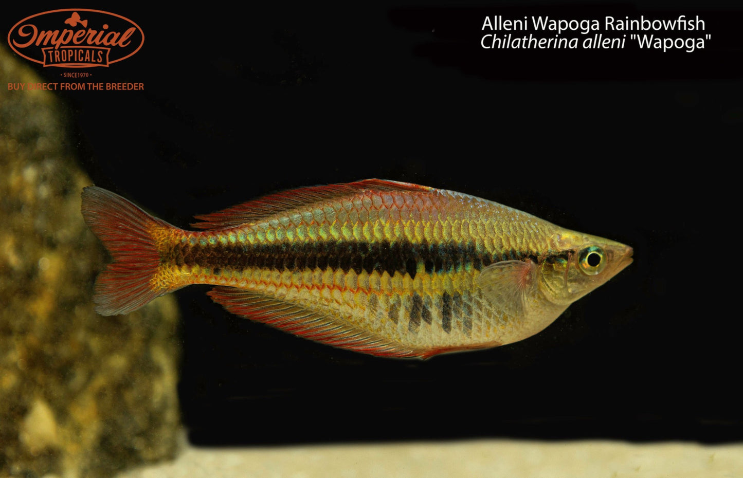 Alleni Wapoga Rainbowfish (Chilatherina alleni "Wapoga")