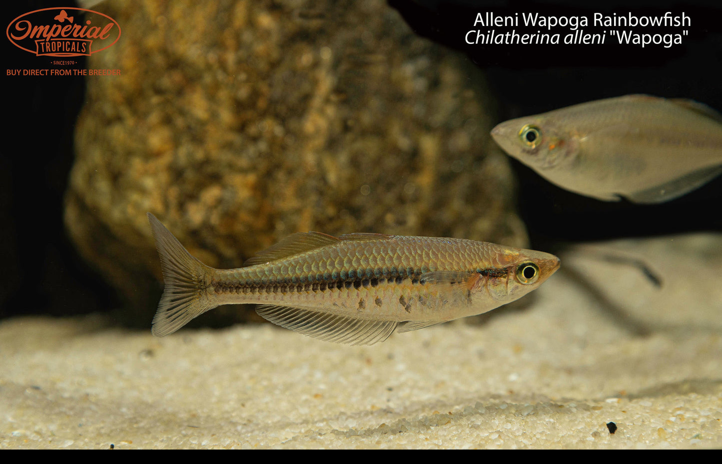Alleni Wapoga Rainbowfish (Chilatherina alleni "Wapoga")