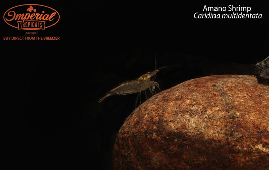 Amano Shrimp