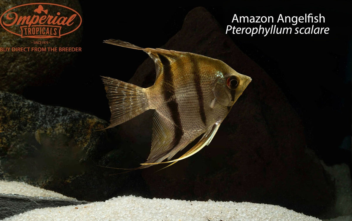 Amazon Angelfish (Pterophyllum scalare)